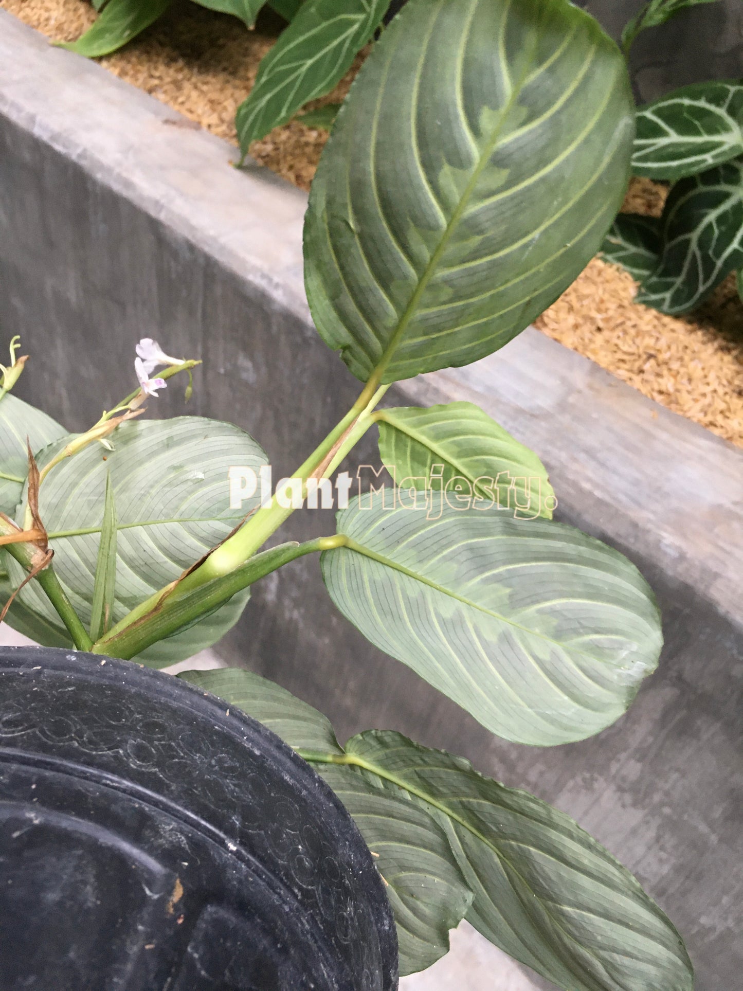 Calathea Maranta  Leuconeura Lemon Lime