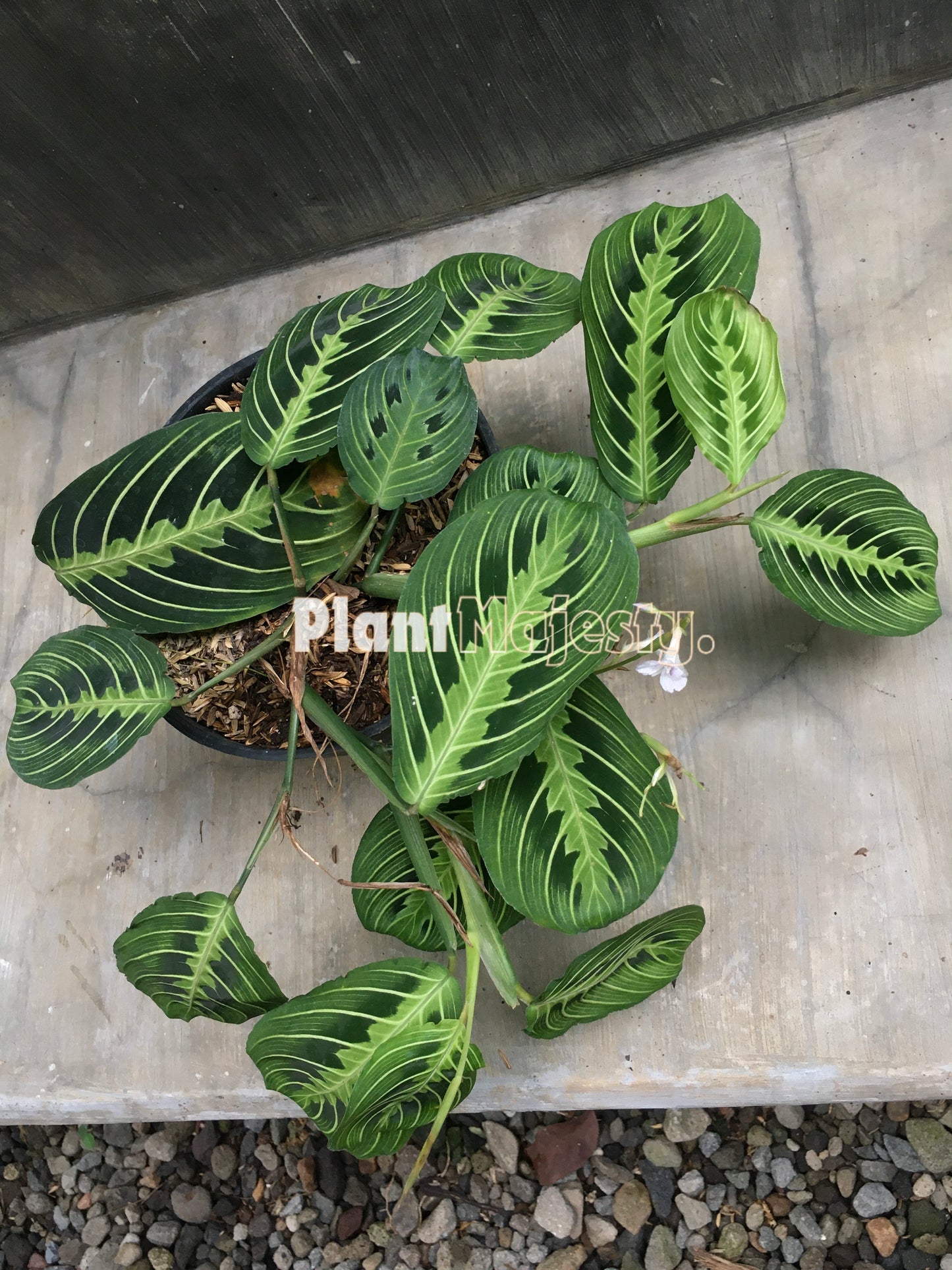 Calathea Maranta  Leuconeura Lemon Lime