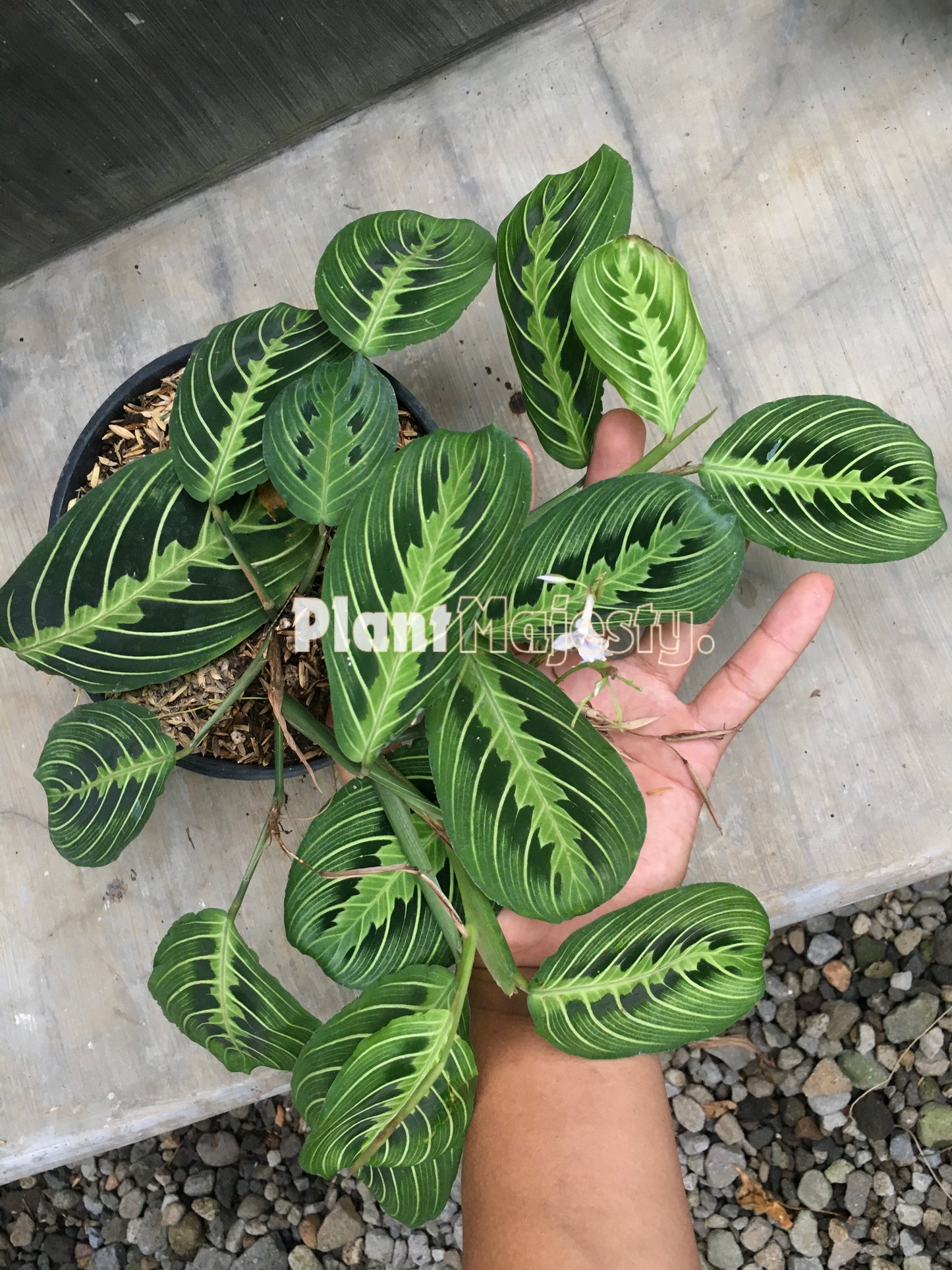 Calathea Maranta  Leuconeura Lemon Lime