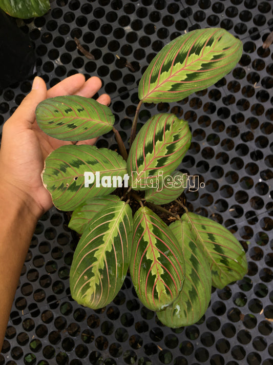 Calathea  Maranta  Leuconeura