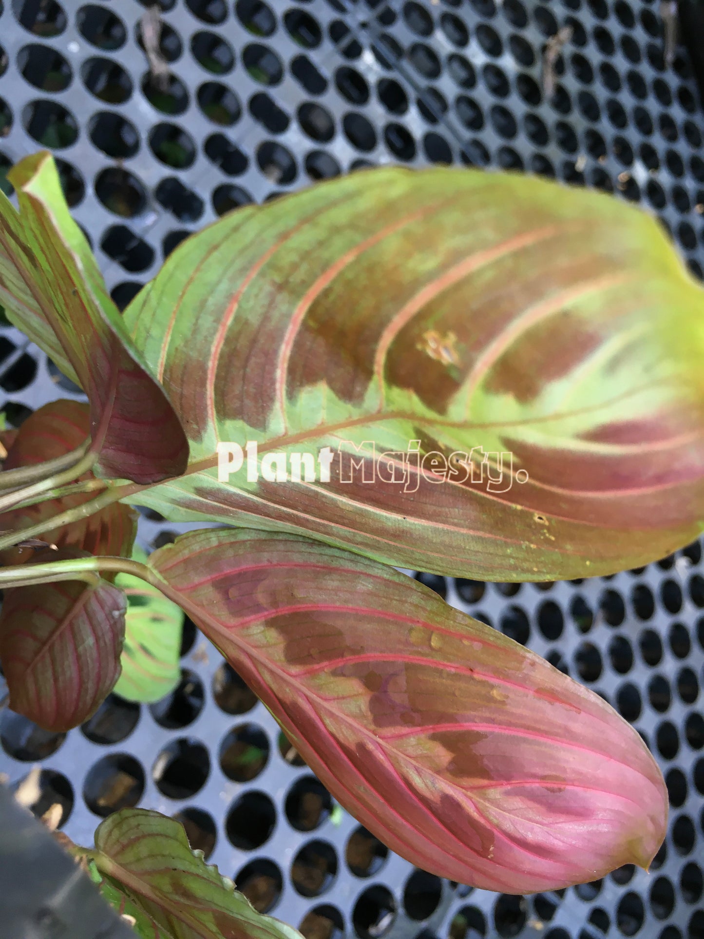 Calathea  Maranta  Leuconeura