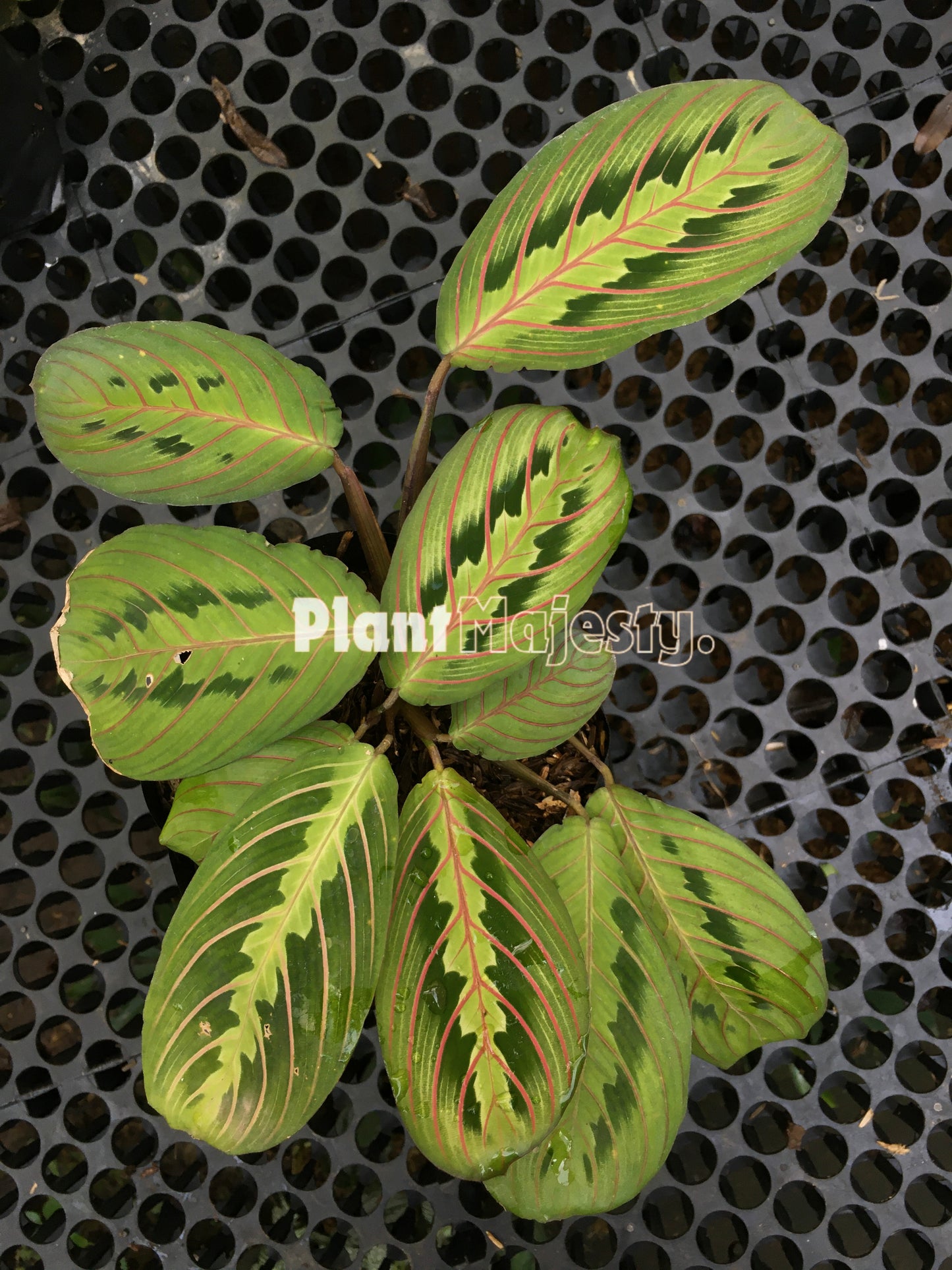 Calathea  Maranta  Leuconeura