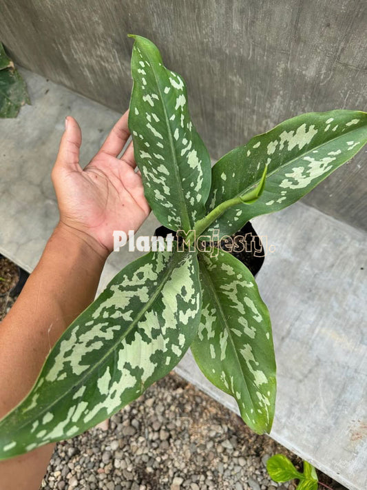 Dieffenbachia Army