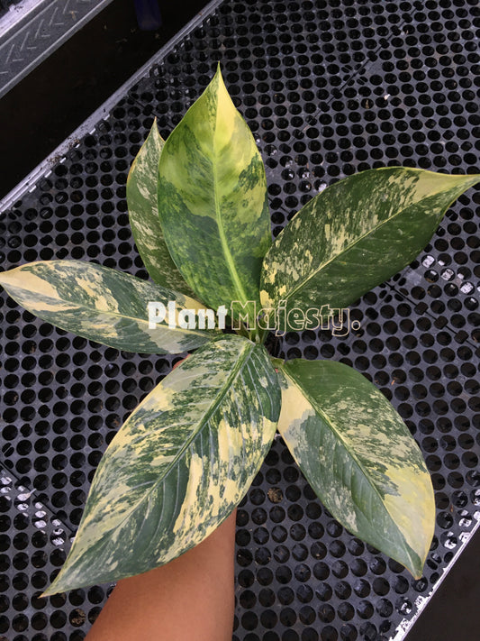 Dieffenbachia Big Ben Variegated