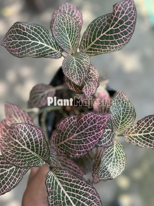 Fittonia