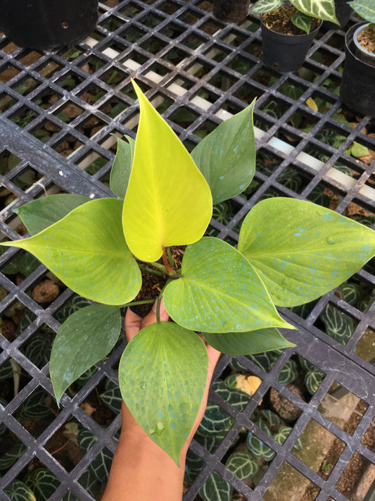 Homalomena Golden