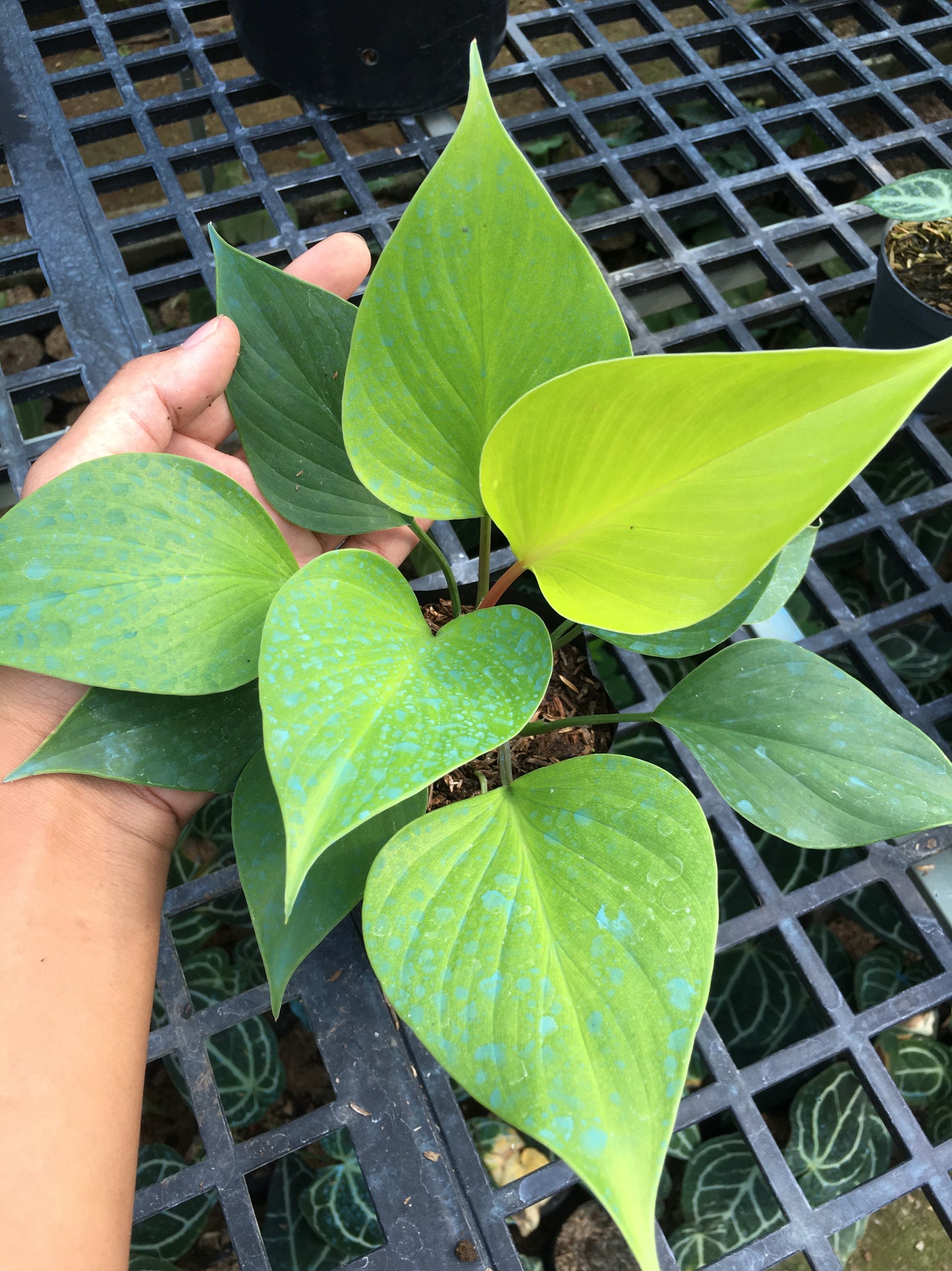 Homalomena Golden