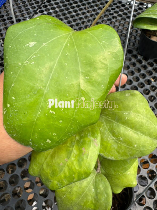 hoya Balaensis