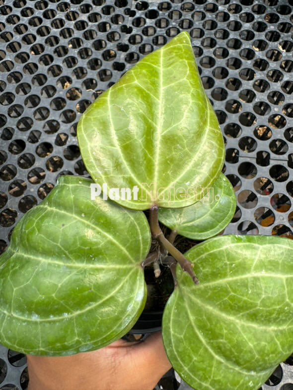 hoya Latifolia Sarawak Cream