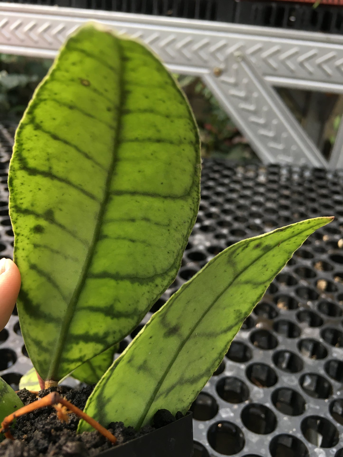 Hoya Callistophylla