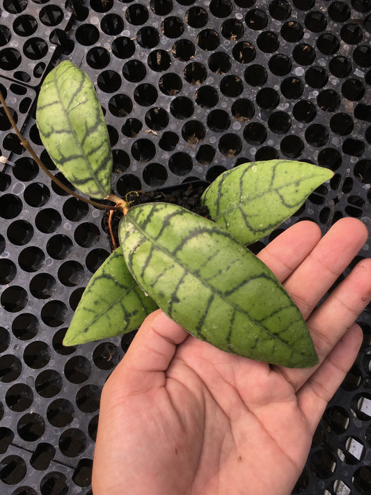 Hoya Callistophylla