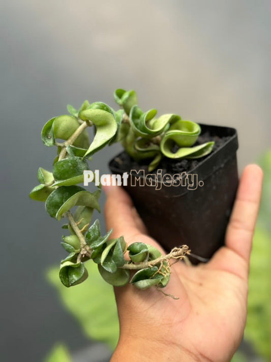 Hoya Compacta