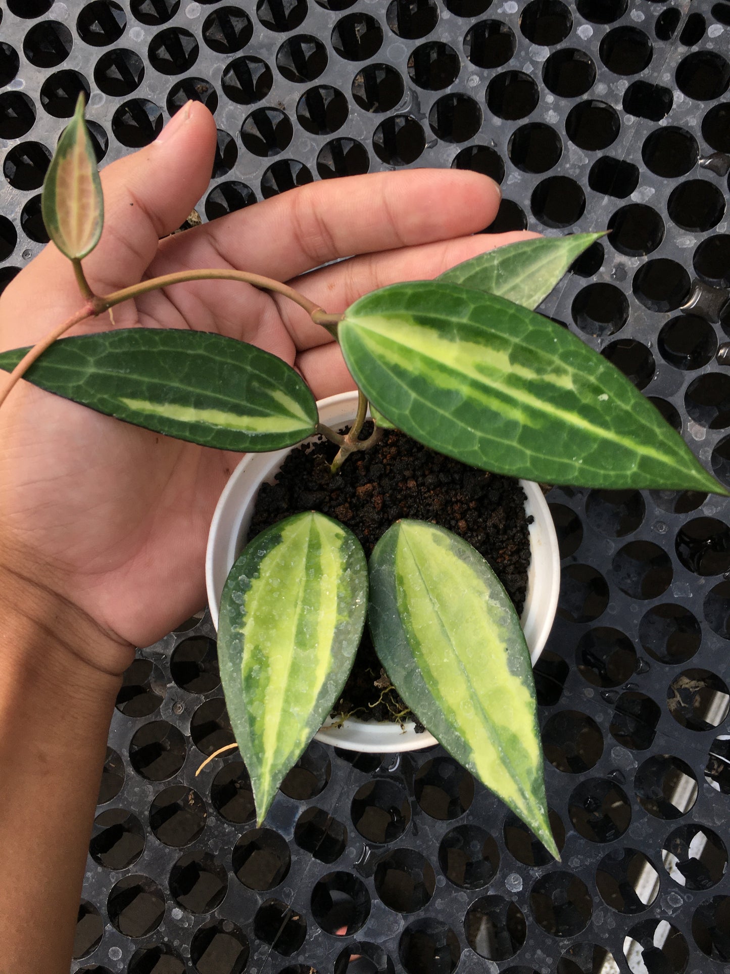 Hoya Macrophylla Variegated