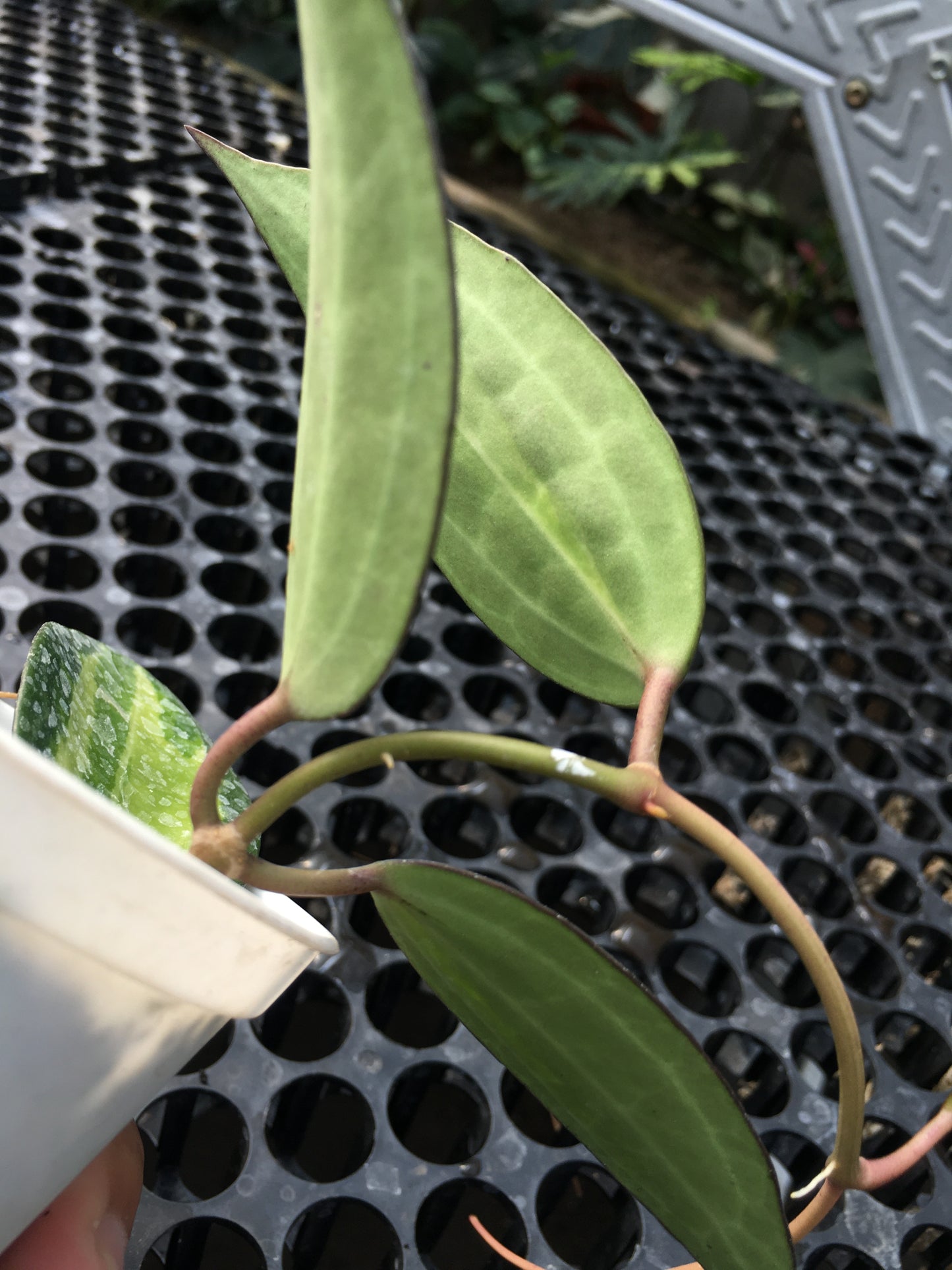 Hoya Macrophylla Variegated