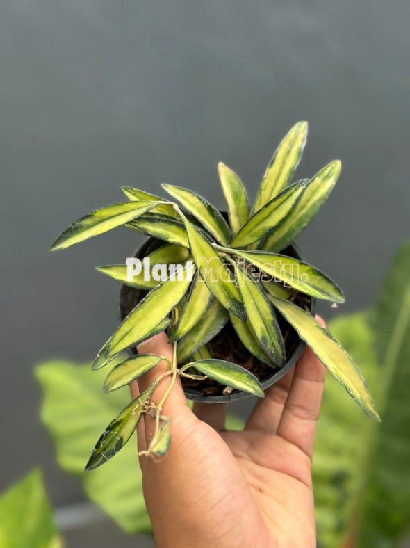 hoya wayetii variegated