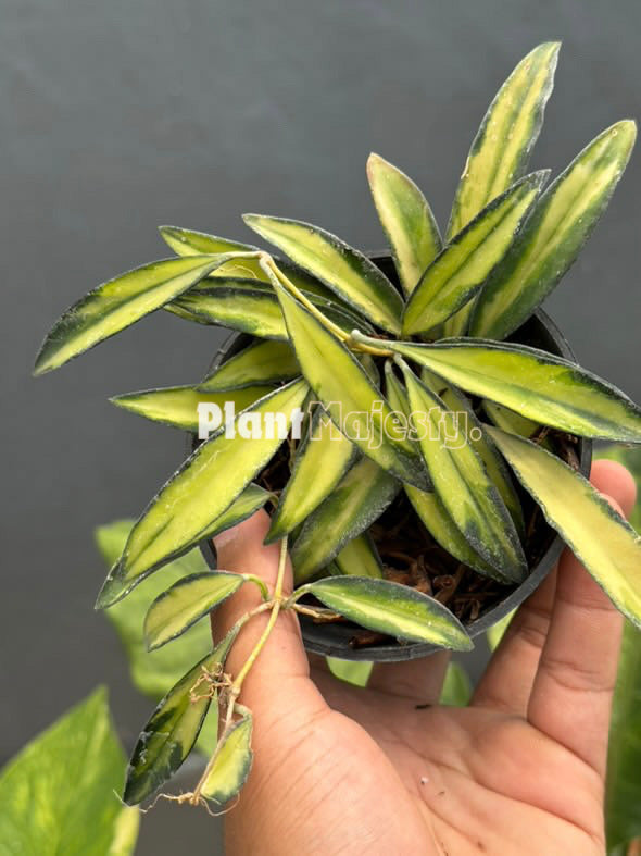 hoya wayetii variegated