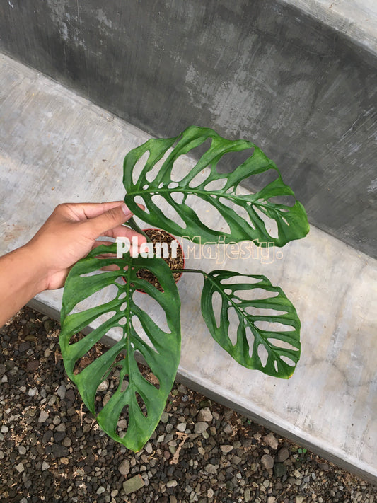 Monstera blanchetii