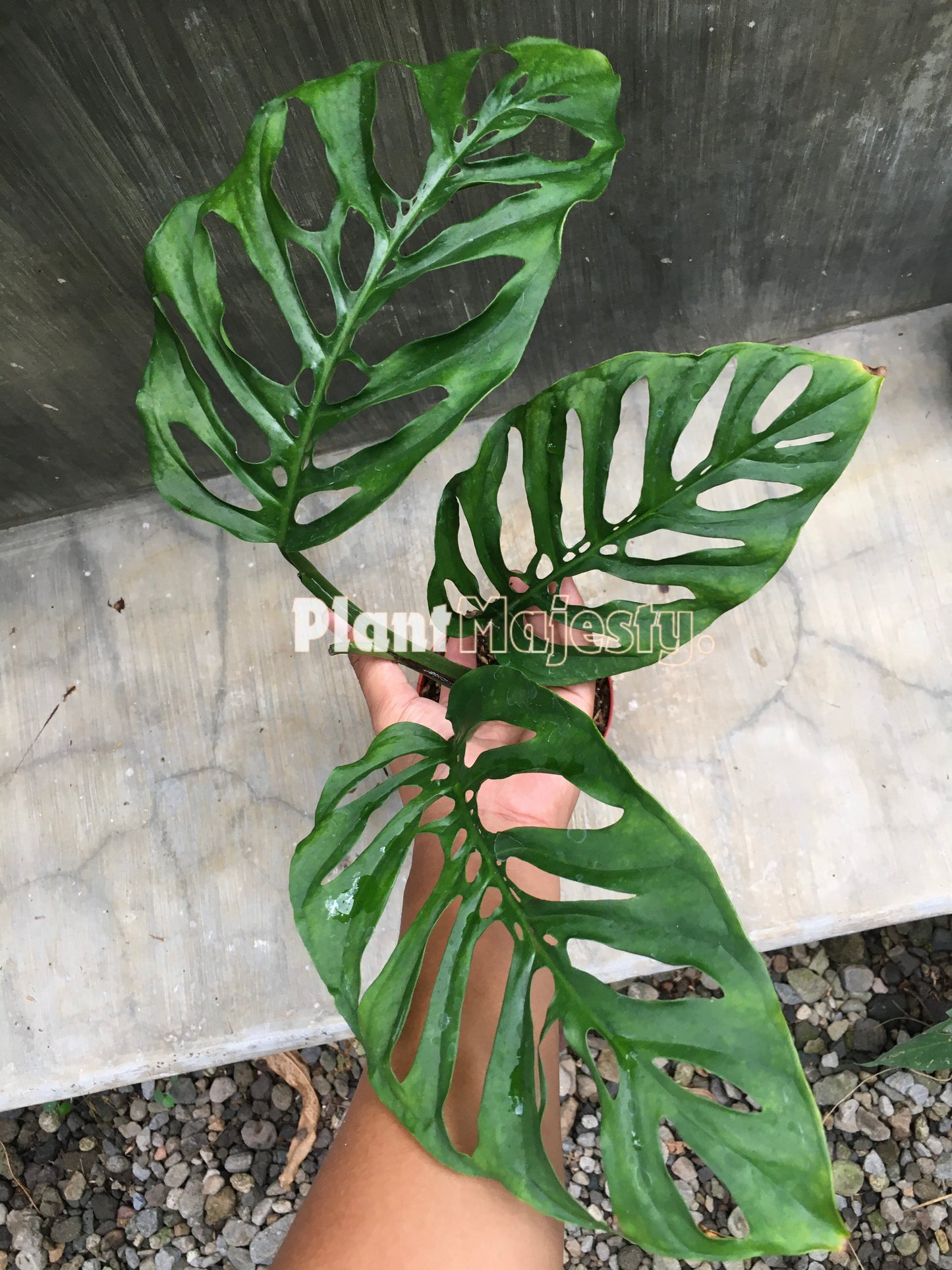 Monstera blanchetii