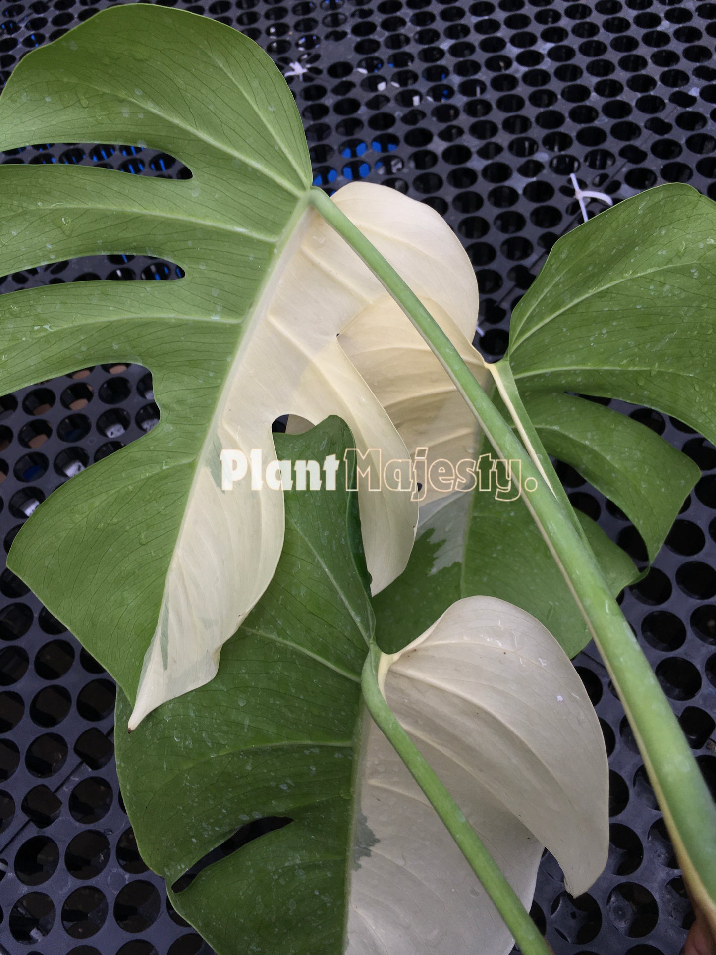 Monstera Deliciosa Halfmoon Fenestrated