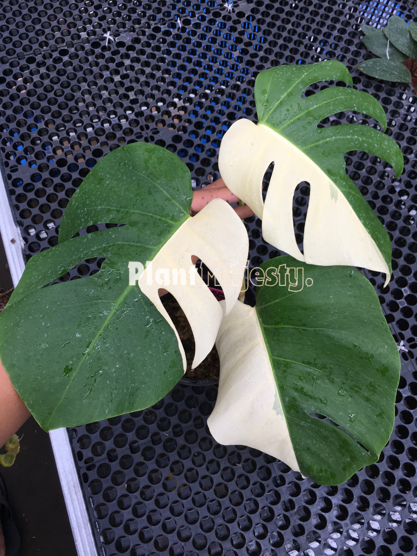 Monstera Deliciosa Halfmoon Fenestrated