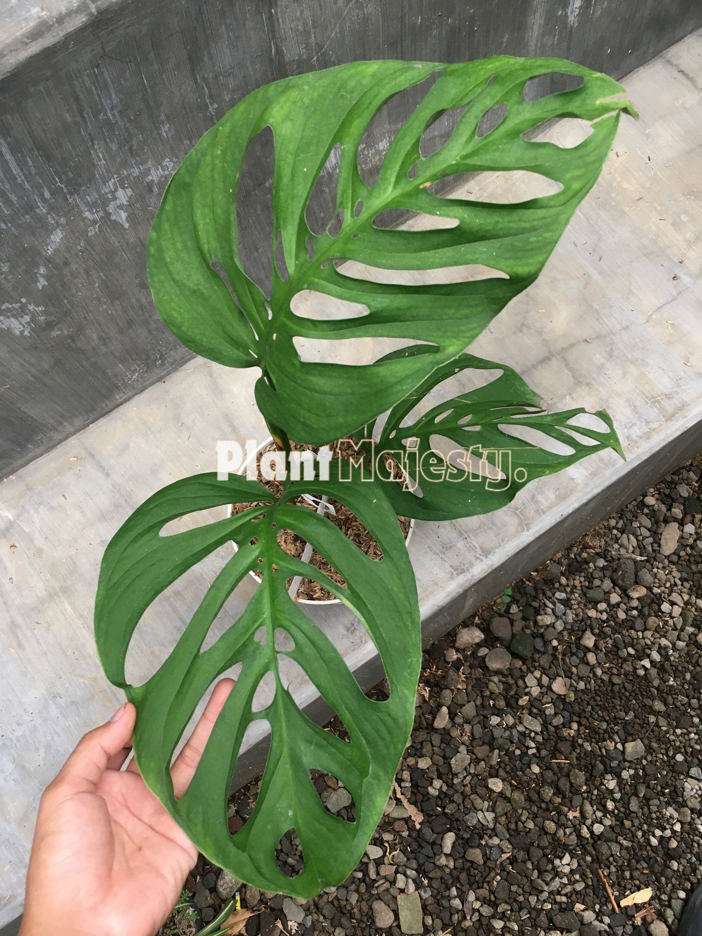 Esqueleto de Monstera