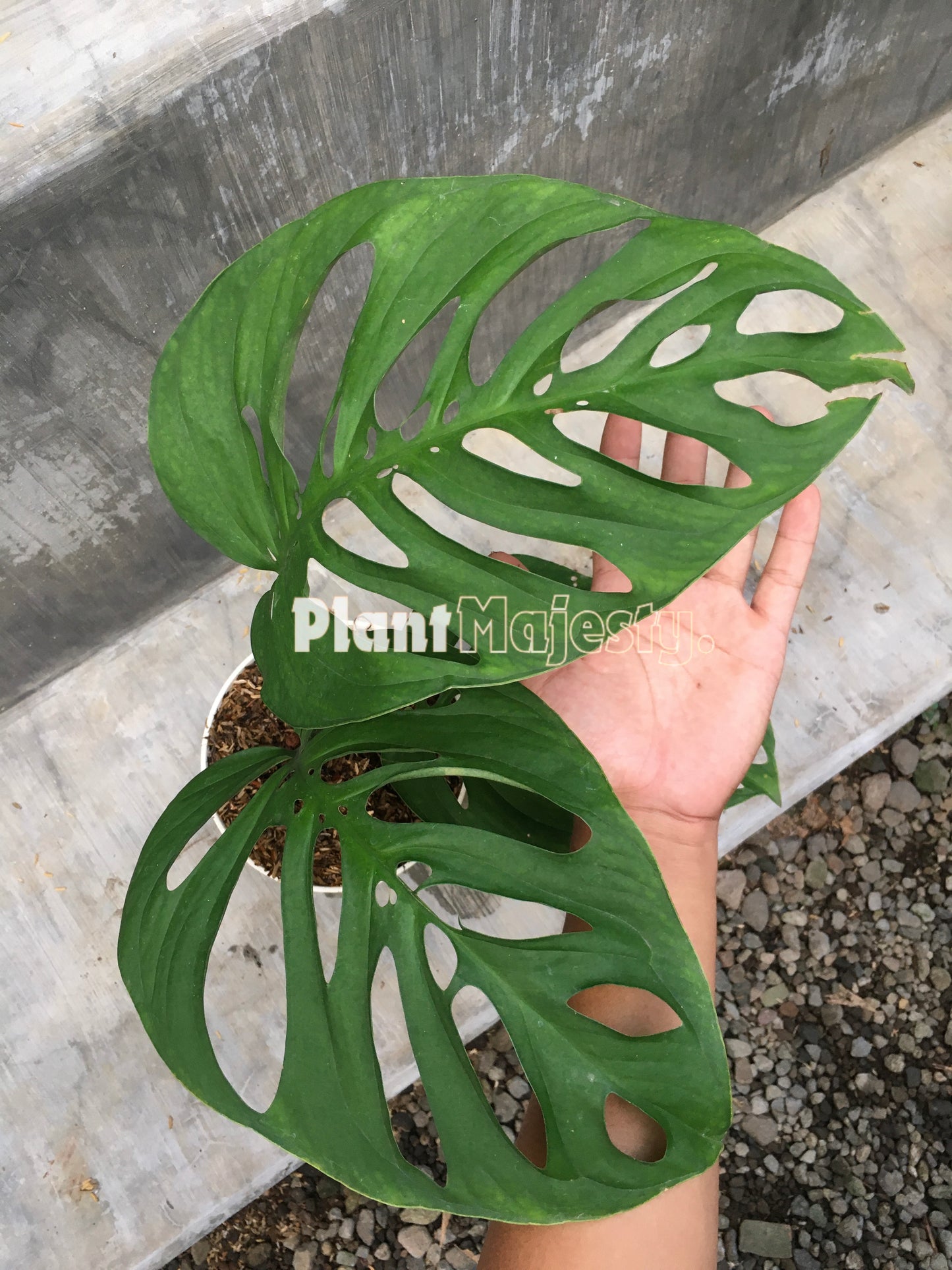 Esqueleto de Monstera