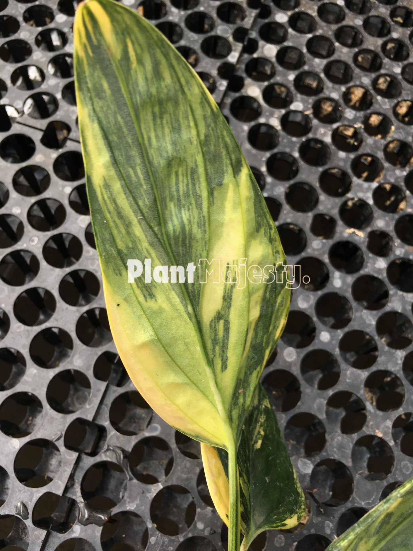 Monstera Peru Karstenianum Variegada