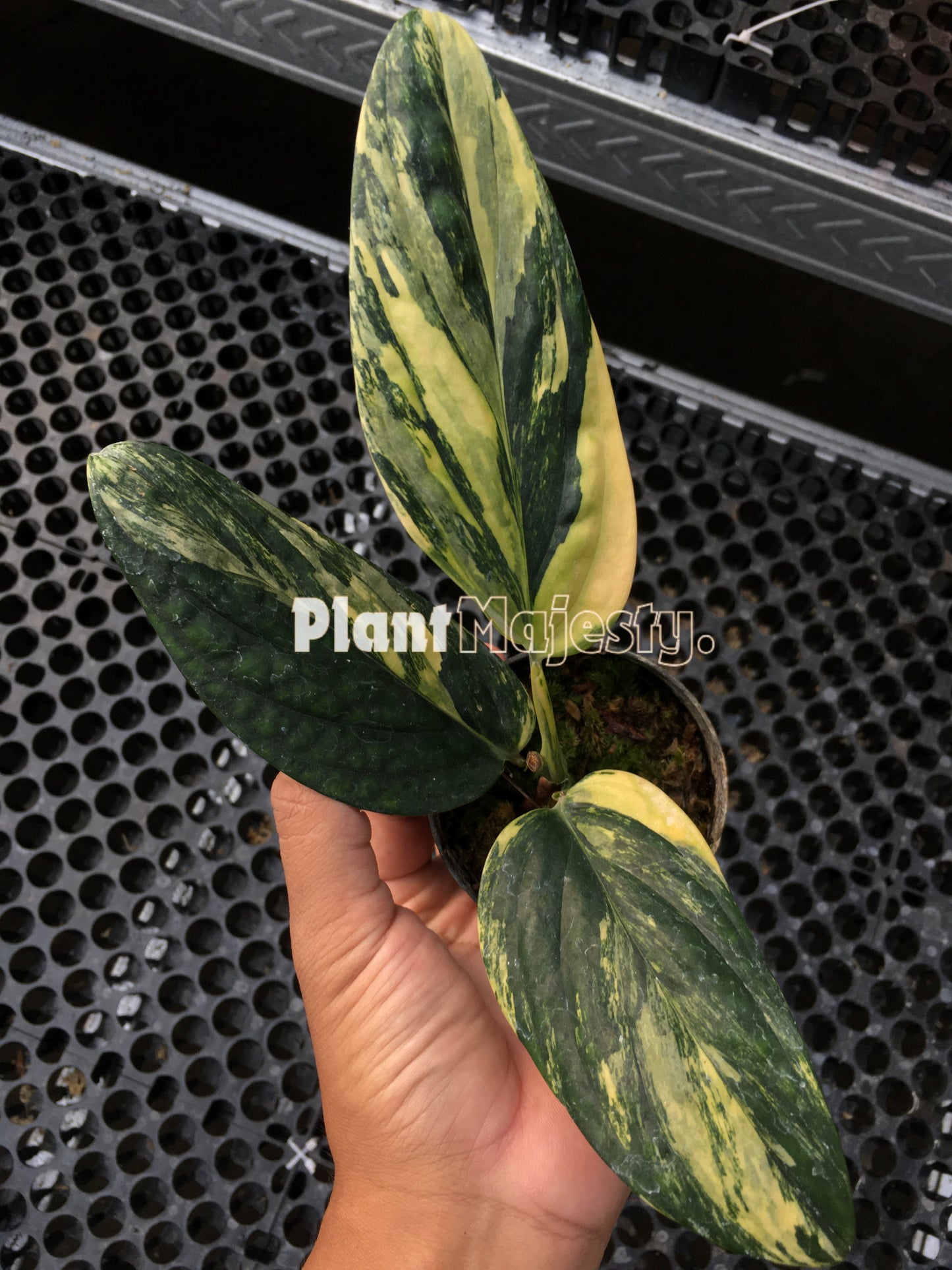 Monstera Peru Karstenianum Variegada