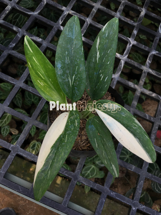 Monstera Standleyana Albo Variegada