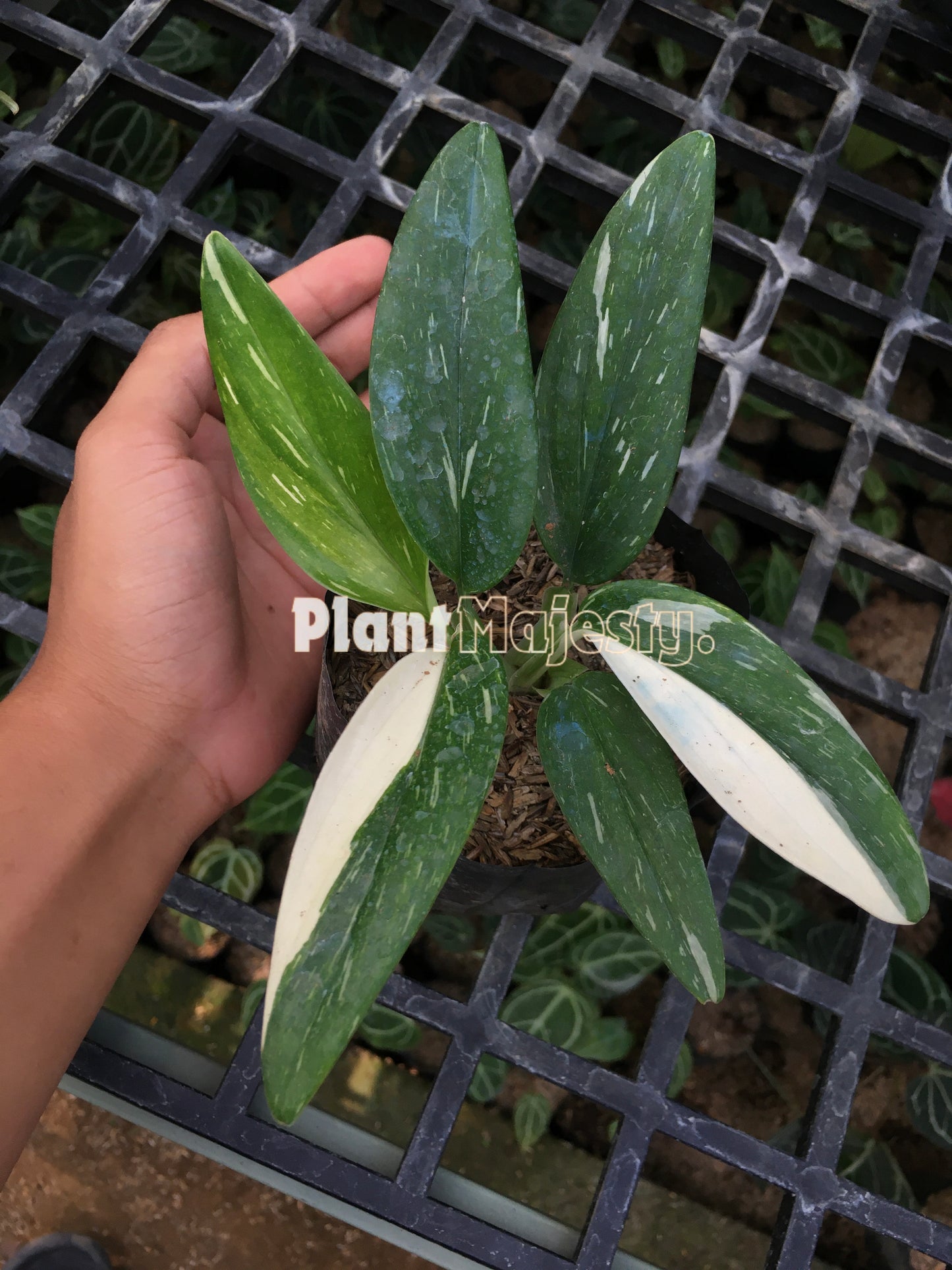 Monstera Standleyana Albo Variegada