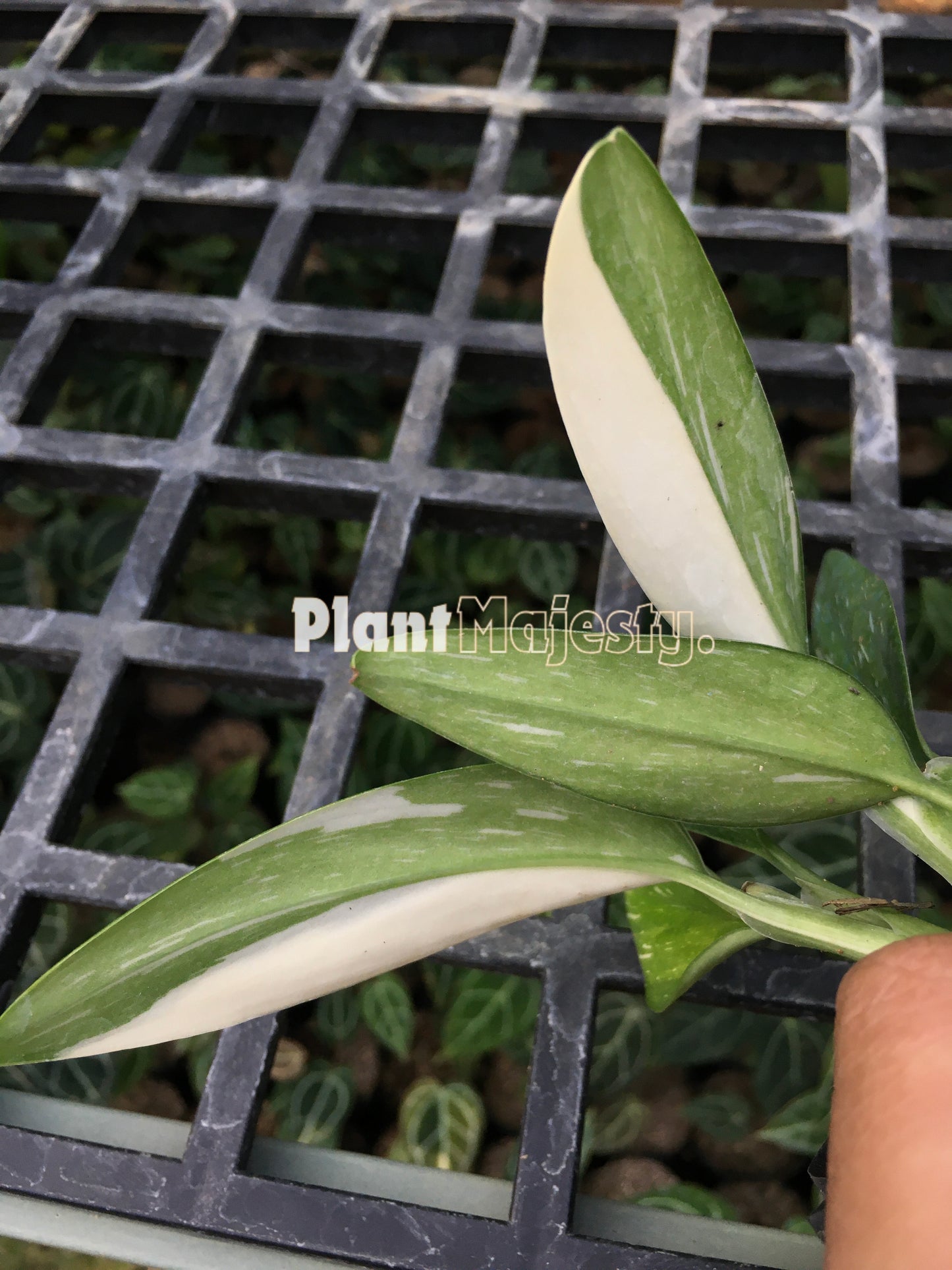 Monstera Standleyana Albo Variegada