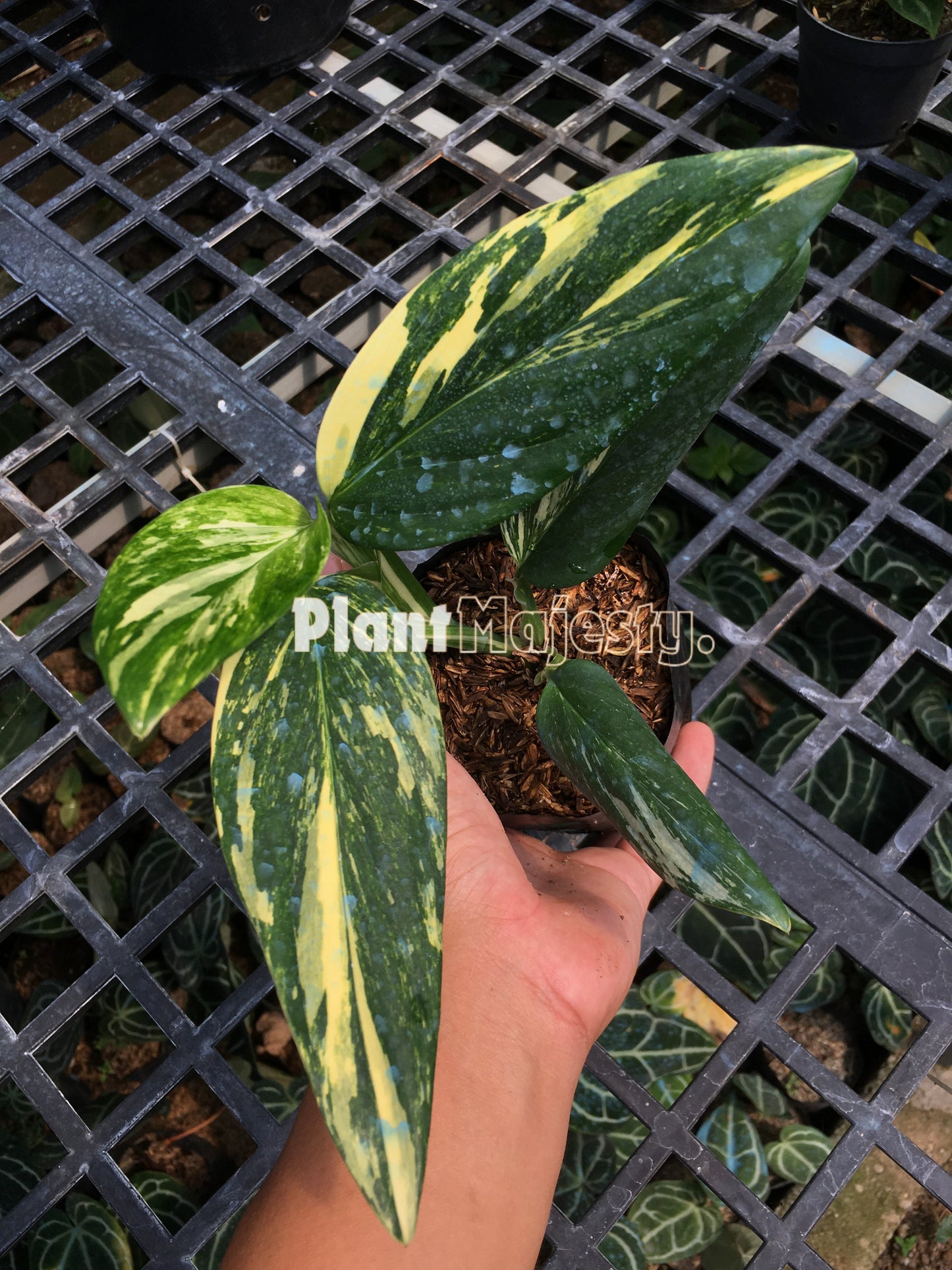 Monstera Standleyana Aurea