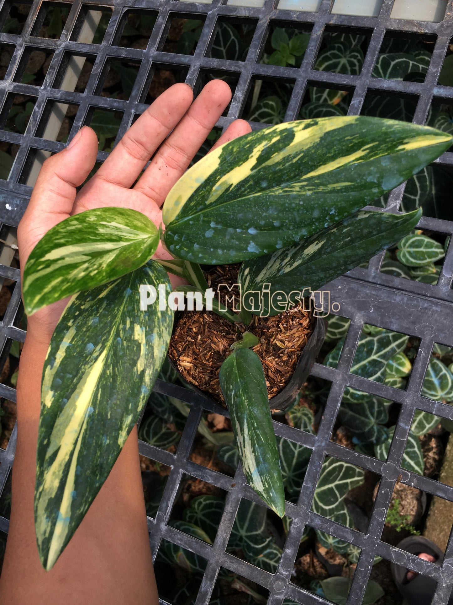 Monstera Standleyana Aurea