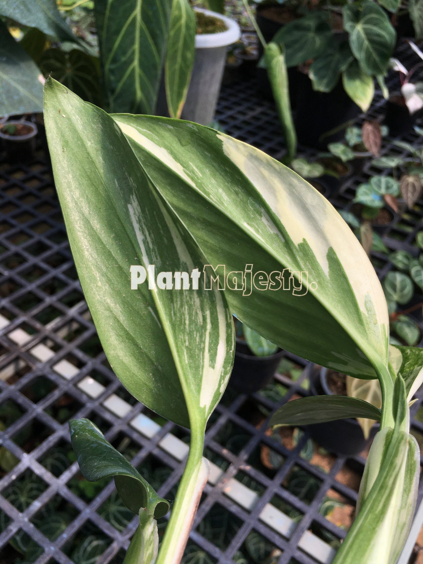 Monstera Standleyana Aurea