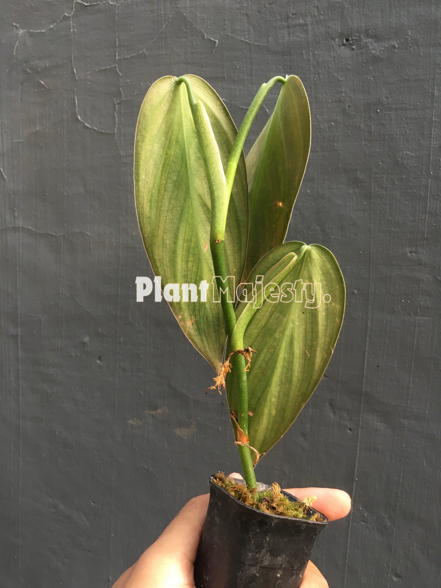 Philodendron Burlemax Fantasy