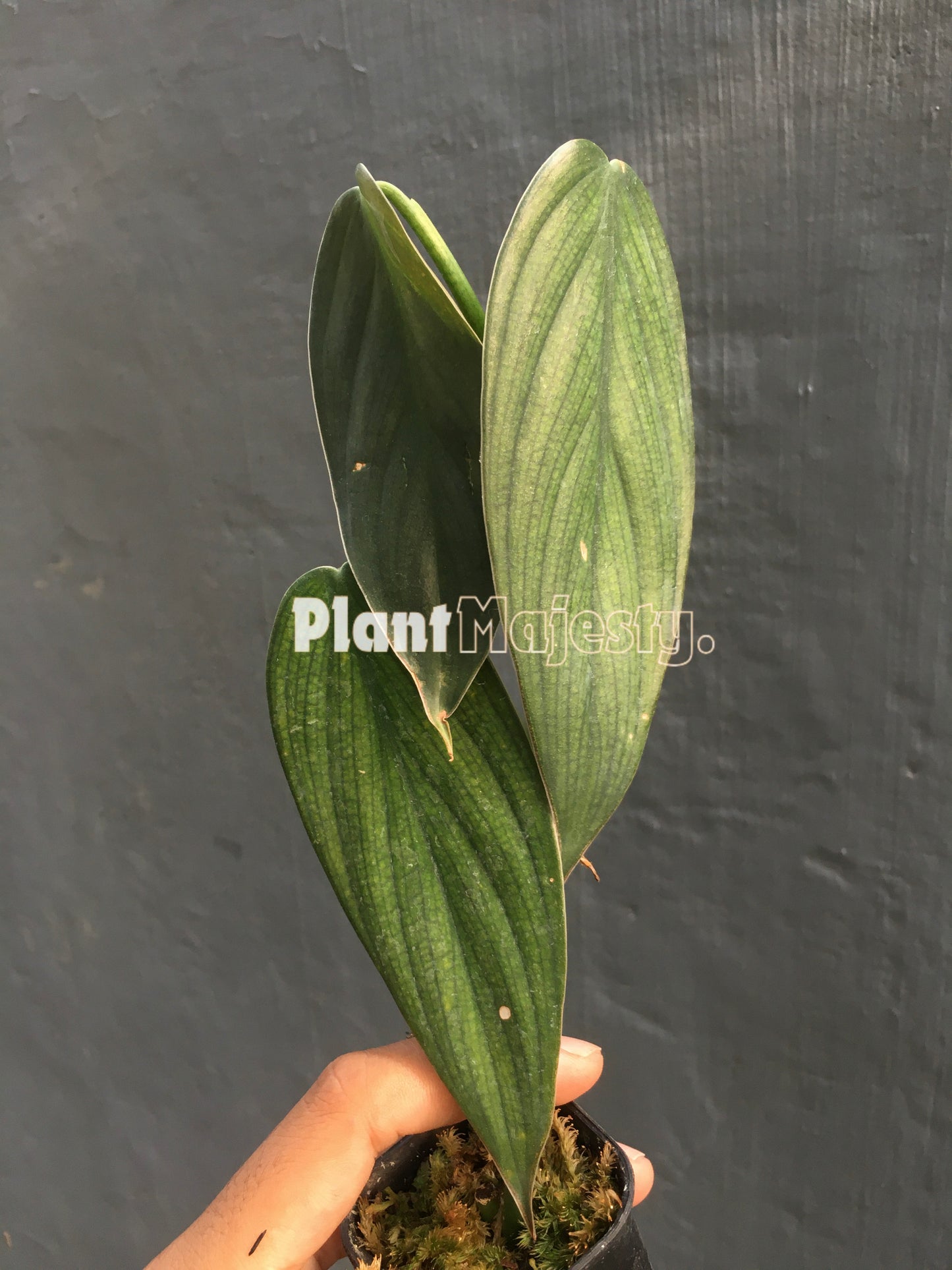 Philodendron Burlemax Fantasy