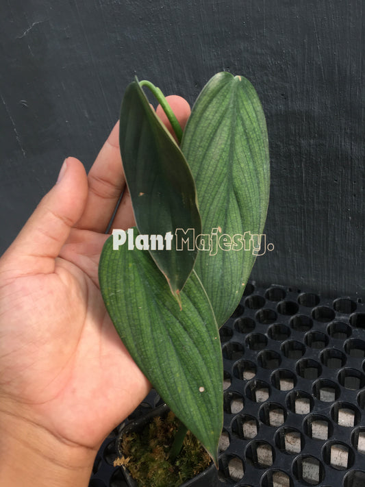 Philodendron Burlemax Fantasy