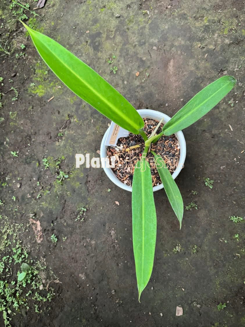 philodendron baudoense