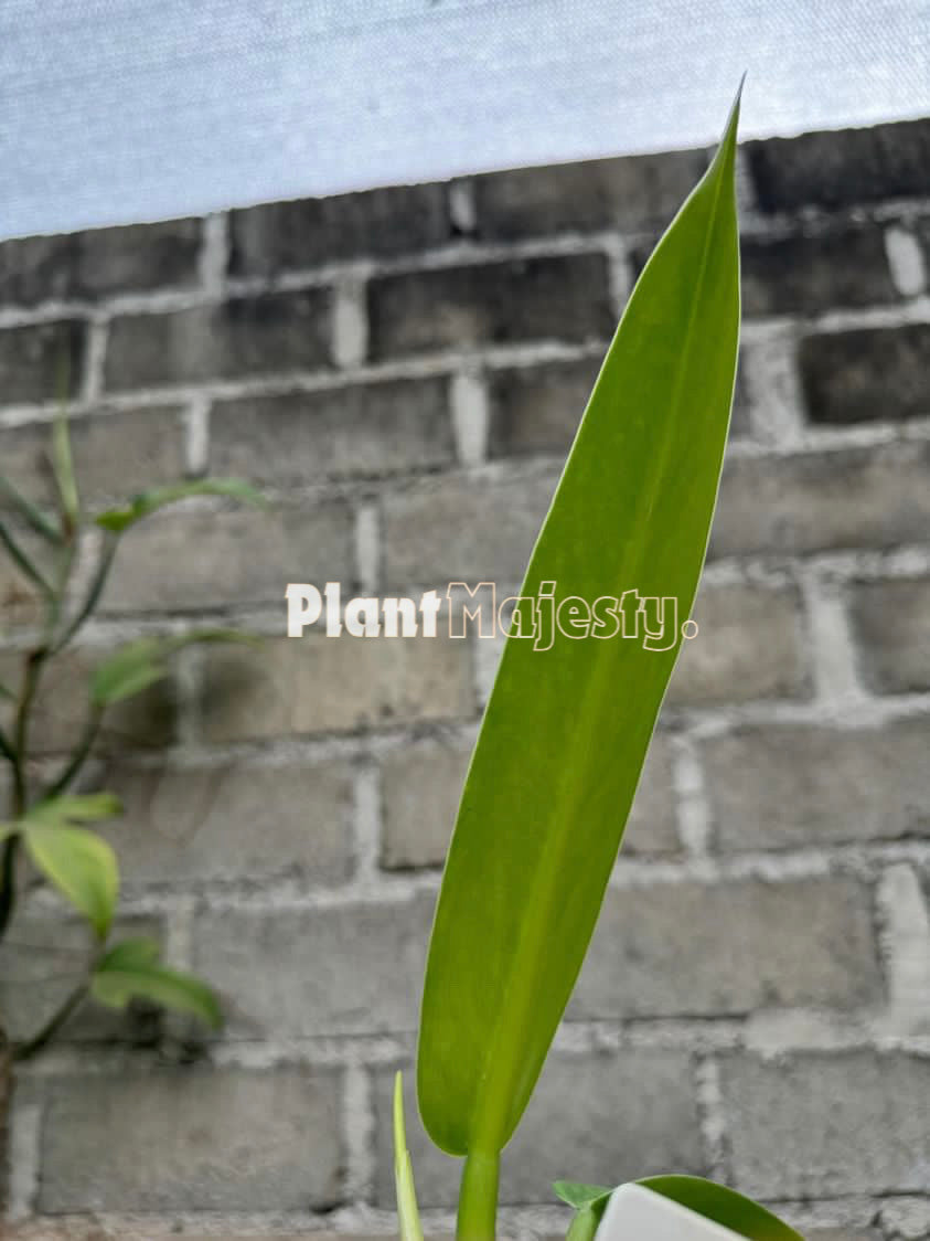 philodendron baudoense