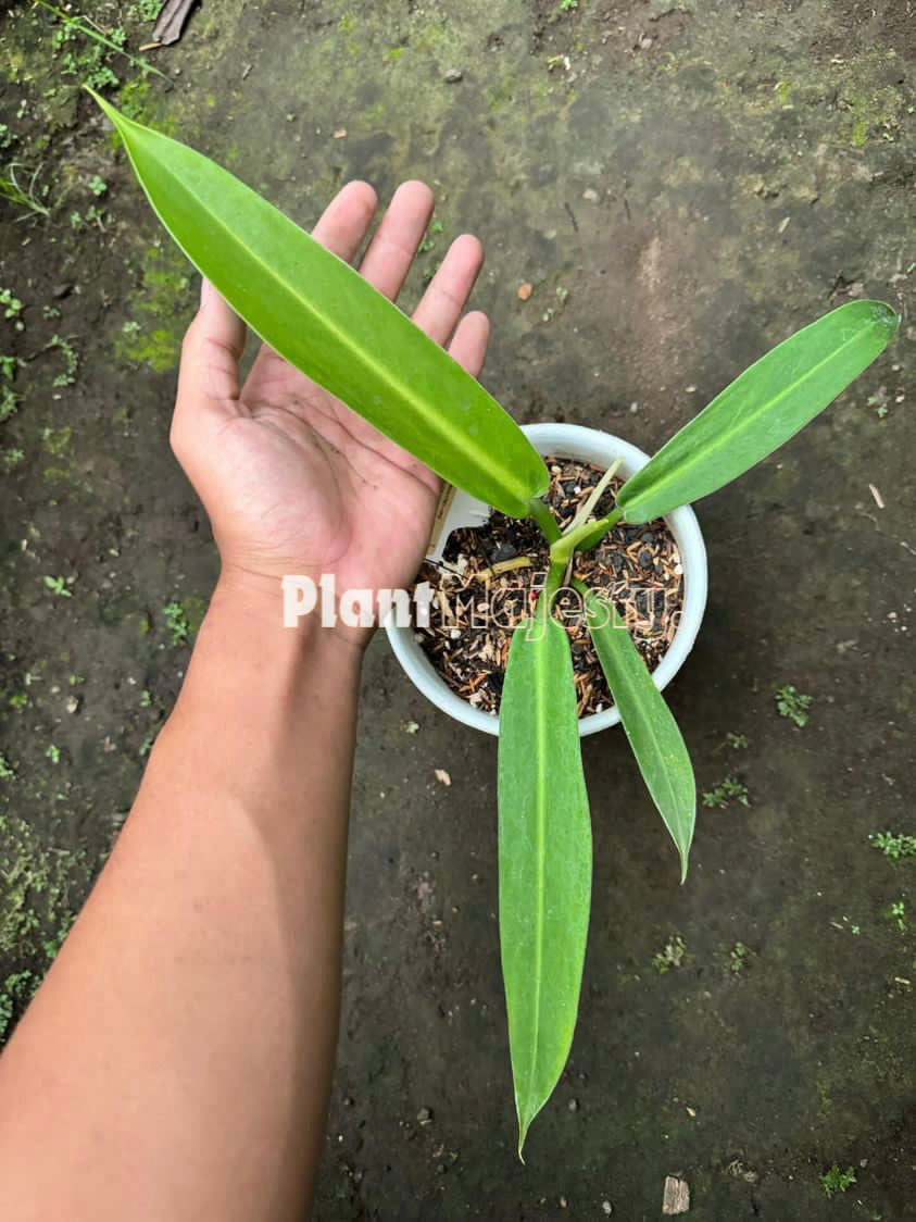 philodendron baudoense