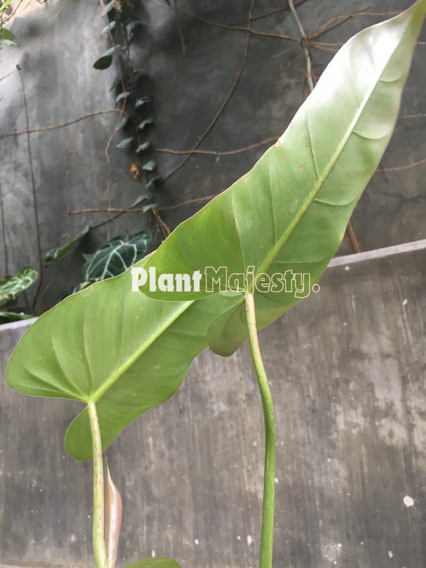 Philodendron Bernardopazii