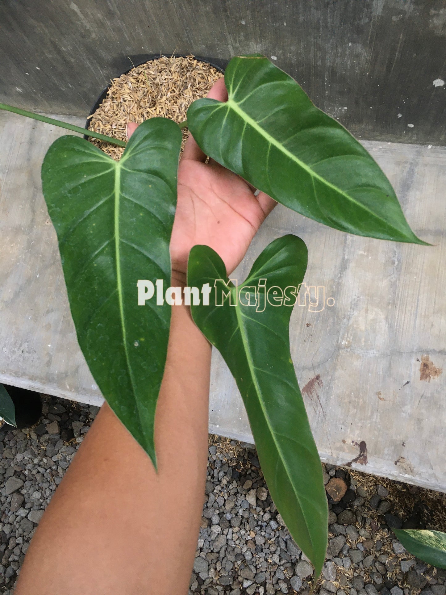 Philodendron Bernardopazii