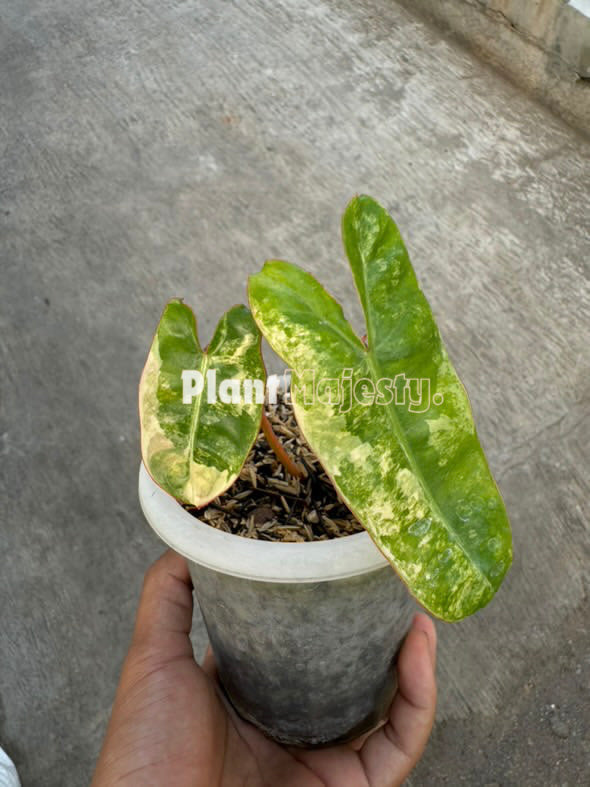 philodendron billietiae variegated