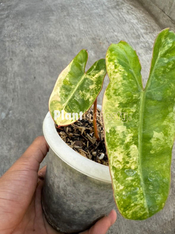 philodendron billietiae variegated