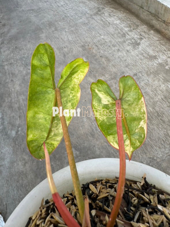 philodendron billietiae variegated