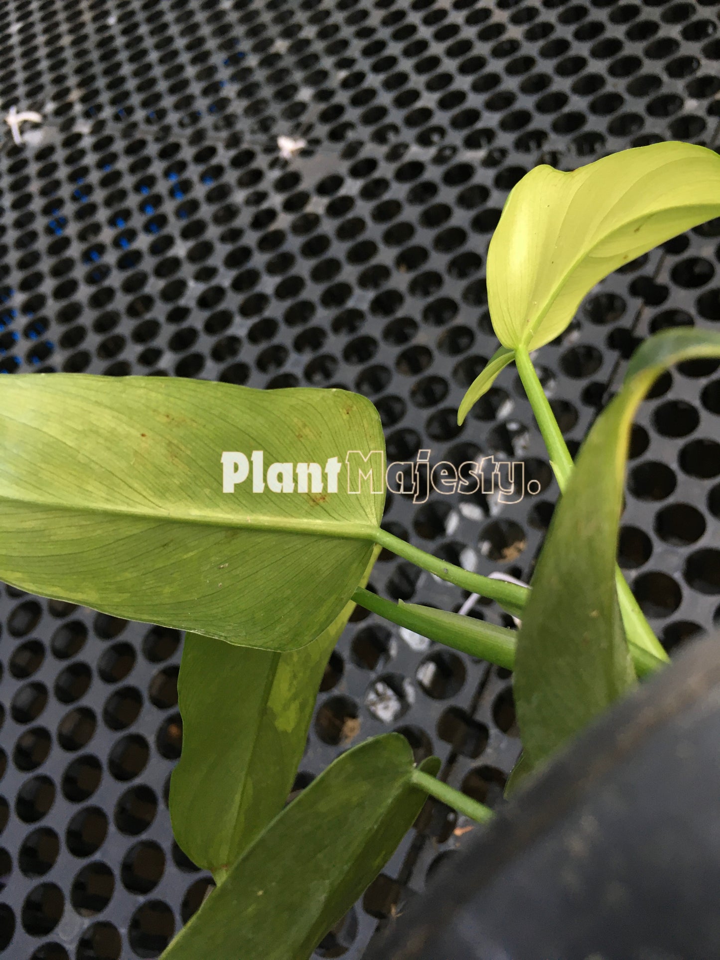 Philodendron Bippenifolium Violin Variegated