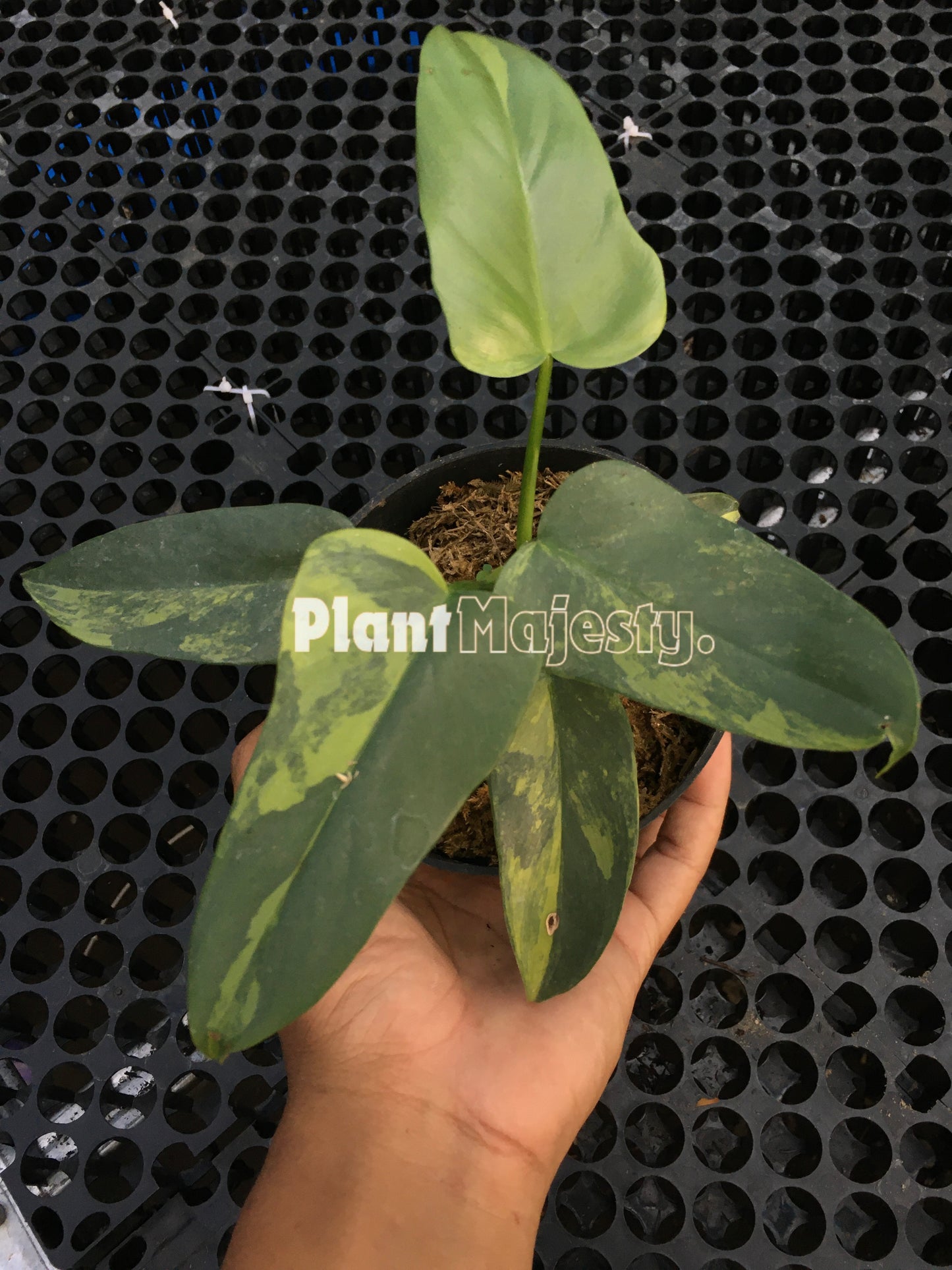 Philodendron Bippenifolium Violin Variegated