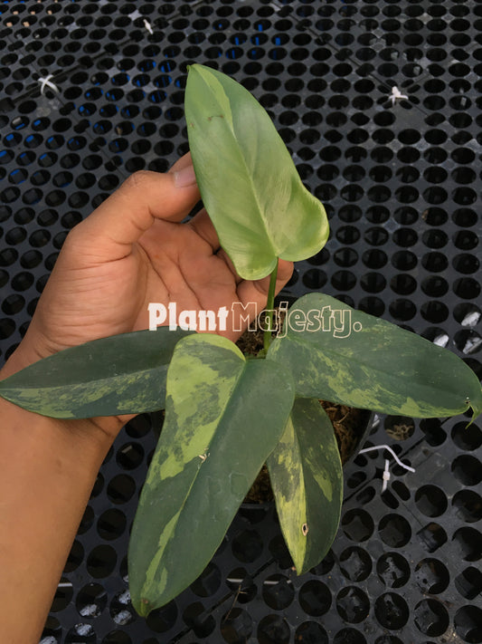 Philodendron Bippenifolium Violin Variegated