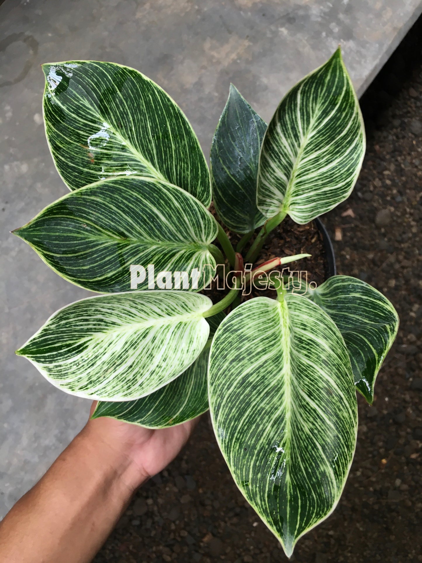 Philodendron Birkin