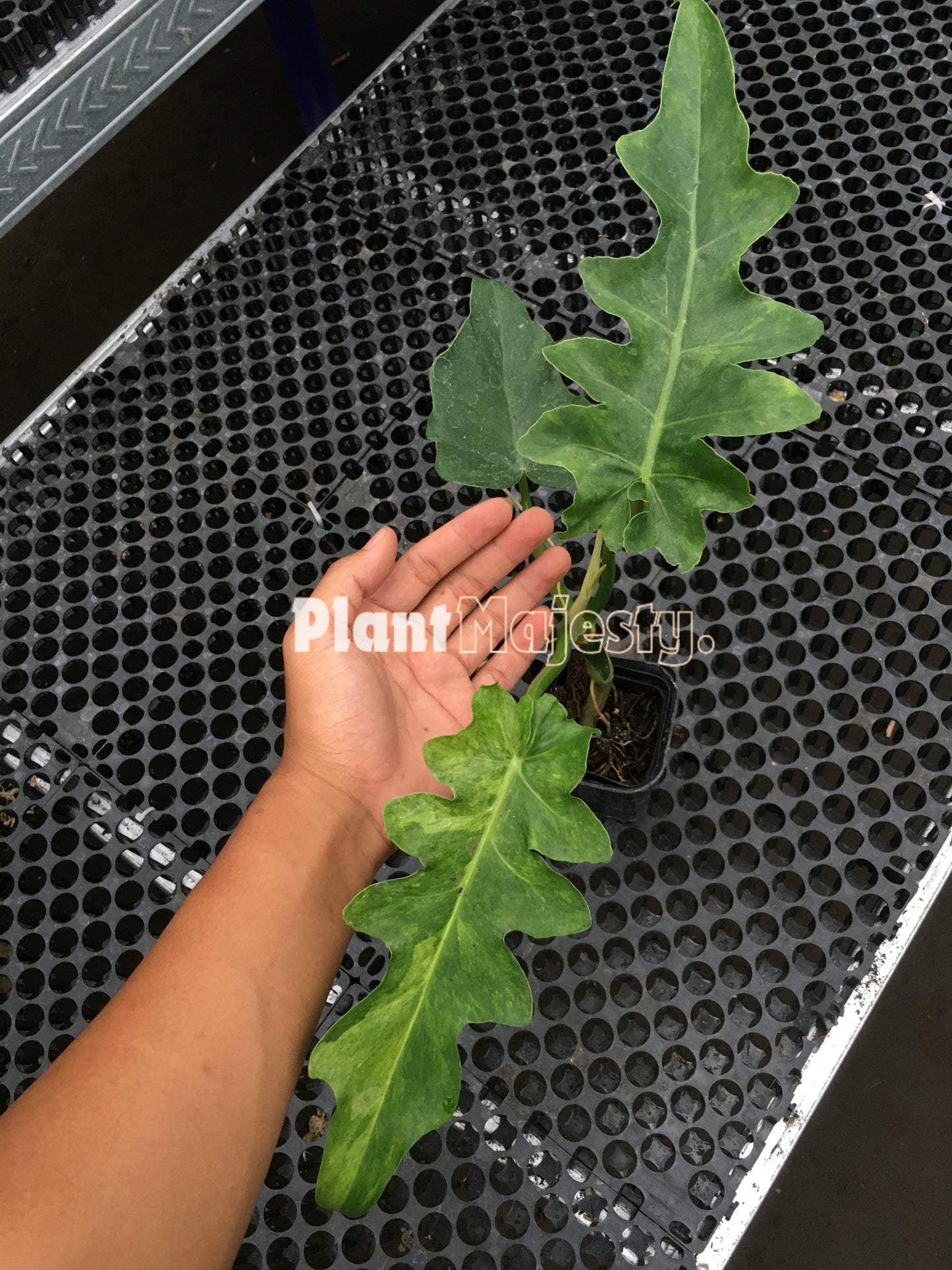 Philodendron Bobcee Variegated